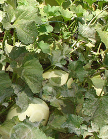 Cucumis melo var. inodorus 'Swan Lake'